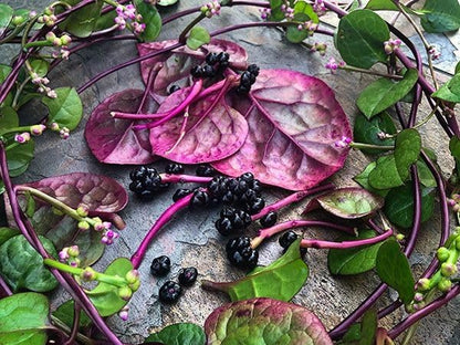 900+ Count 2026 Alba TomorrowSeeds - Red Stem Malabar Spinach Seeds - - for Planting Basella Rubra Ceylon Green
