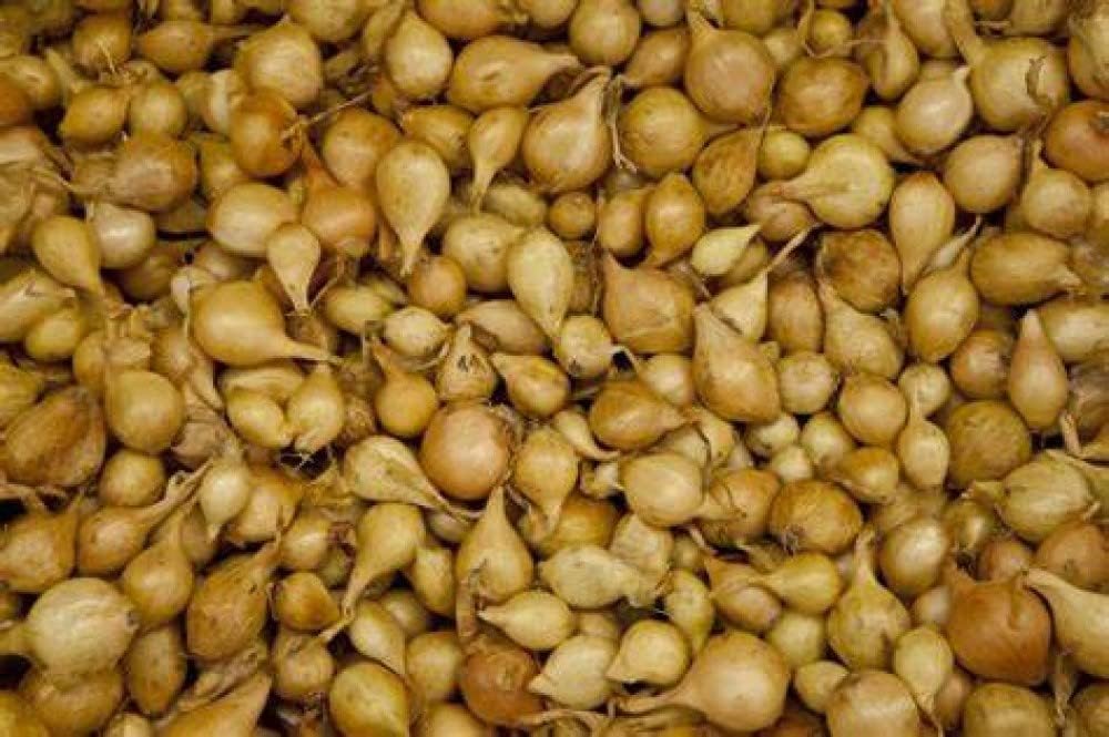 Bulb Sets, Sets, 100 Count, Bulb Sets Onion Yellow Onion Onion to Plant and Grow Onions in Your Home Garden.COOL BEANS