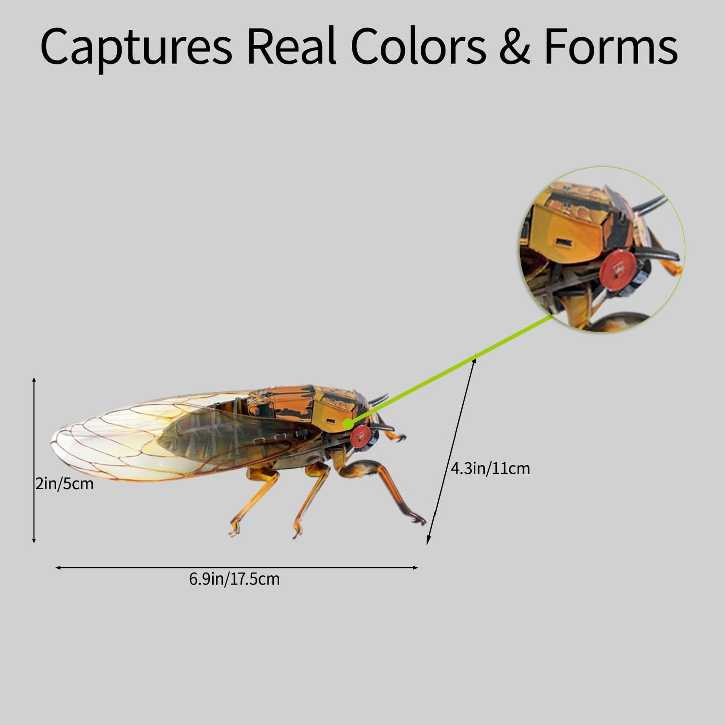 HELLOTOY 3D Acrylic Insects Puzzles DIY Bug Model Kit for Teenagers Educational Display Nature Decoration Figurine Sculpture (Cicada)