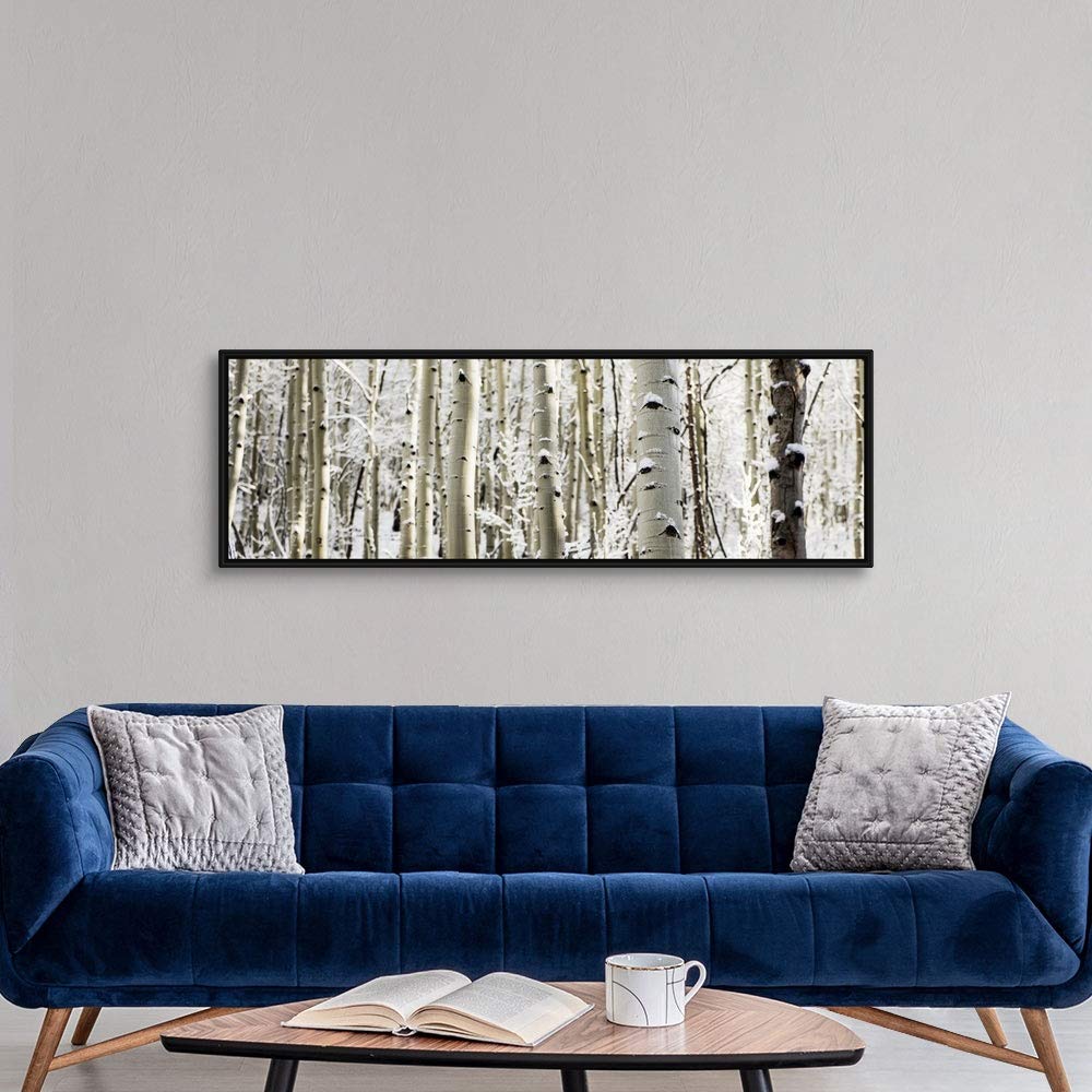 Snowy Birch Trees in a Forest, Aspen, Black Float Frame Canvas Art, Tree Artwork
