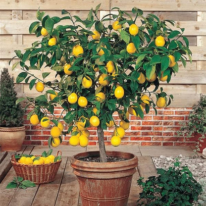 [2 Gardenera's Award-Winning Lemon Tree Soil Mix: The Ideal Choice for Healthy, Productive Citrus Trees - Quart Bag]