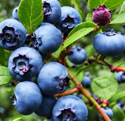 6 Planting-40 &10 40 40 &40 10 Types Mix Fruit Seeds for Lemon Cheery & Orange & Apple Passion Fruit & Blueberry Seeds