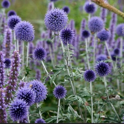 Echinops Ritro Blue Globe Thistle Seeds - 25+ Premium Southern Globethistle Flowers for Garden Planting
