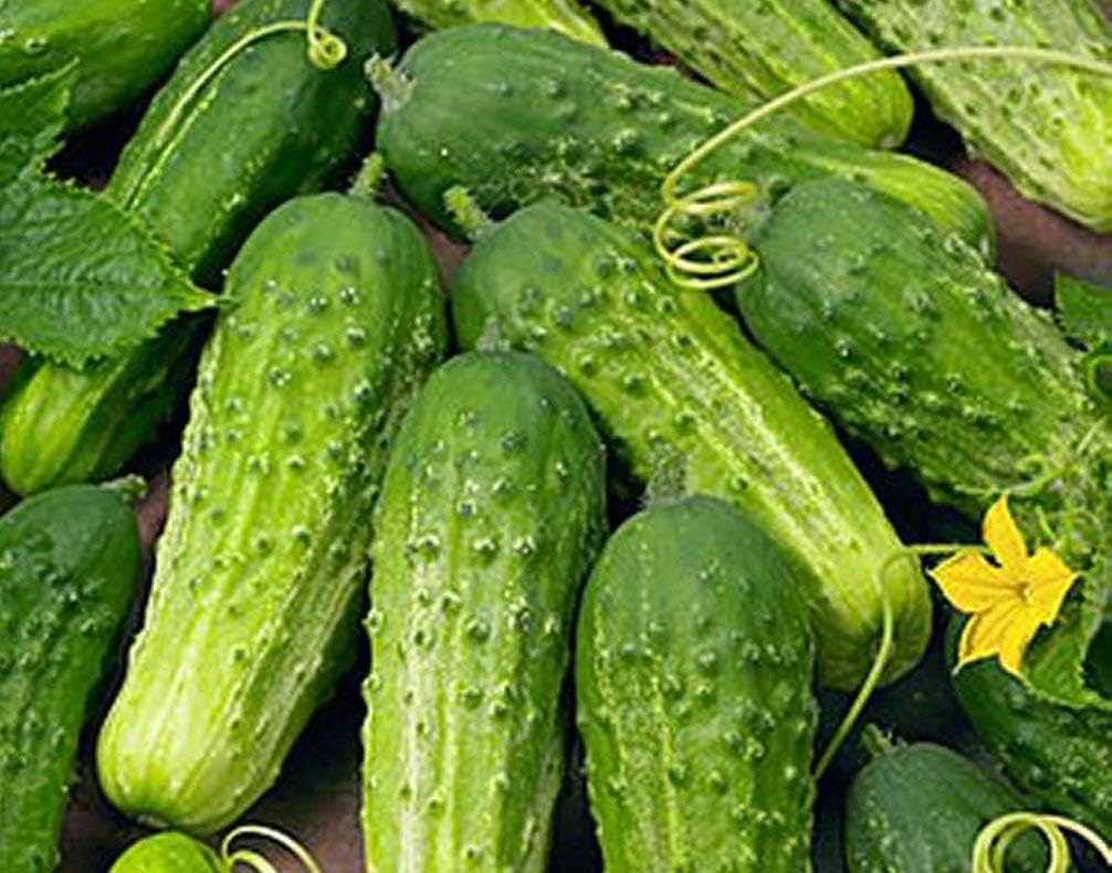 Seed Kingdom (1 Lb Cucumber Boston Pickling Great Heirloom Vegetable Seeds by Seeds)