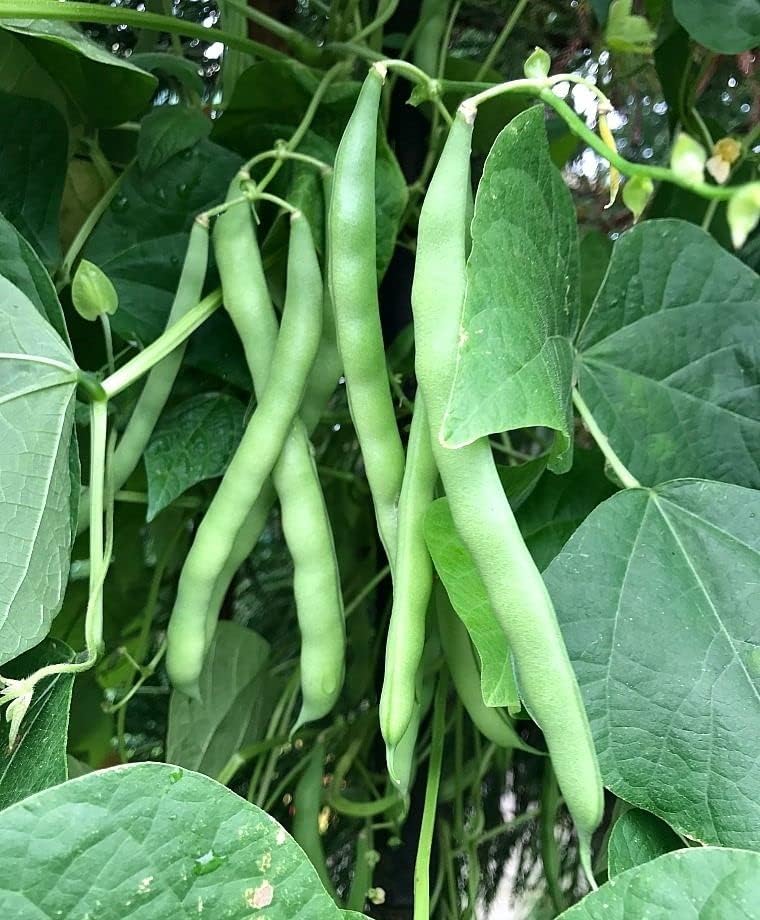 Generic 25+ 7 Blue Lake Pole Bean Seeds for Planting Heirloom Non GMO Grams Garden Vegetable Bulk Survival Hominy