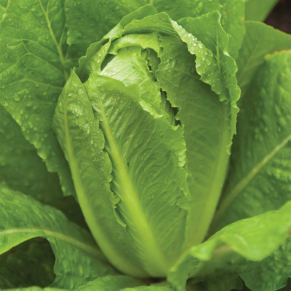 750 Burpee Paris White Cos Lettuce Seeds seeds