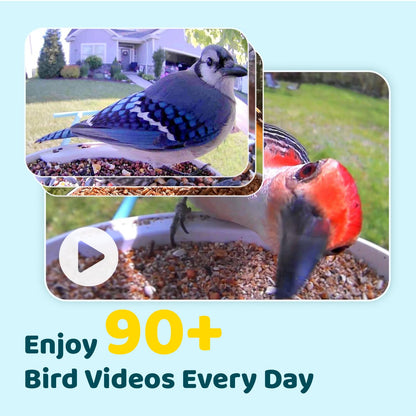 NETVUE by Birdfy Smart Bird Feeder with Camera – AI Identifies Birds Species 2MP Night Vision & App Alerts, 2.4Ghz Wi-Fi Connect IP65 Weatherproof Bird Camera-Gift for Backyard BirdWatchers, Blue