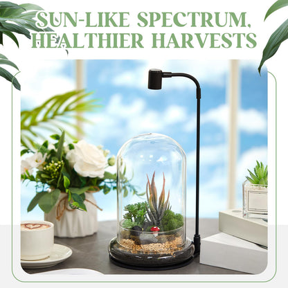 Maxdot Plant Terrarium Kit with Grow Light, 4.8'' x 7.87'' Glass Dome Terrarium with Air Hole and Base, Succulent Air Planter Fern Moss Micro Landscape Vase for Home Office Tabletop Decoration