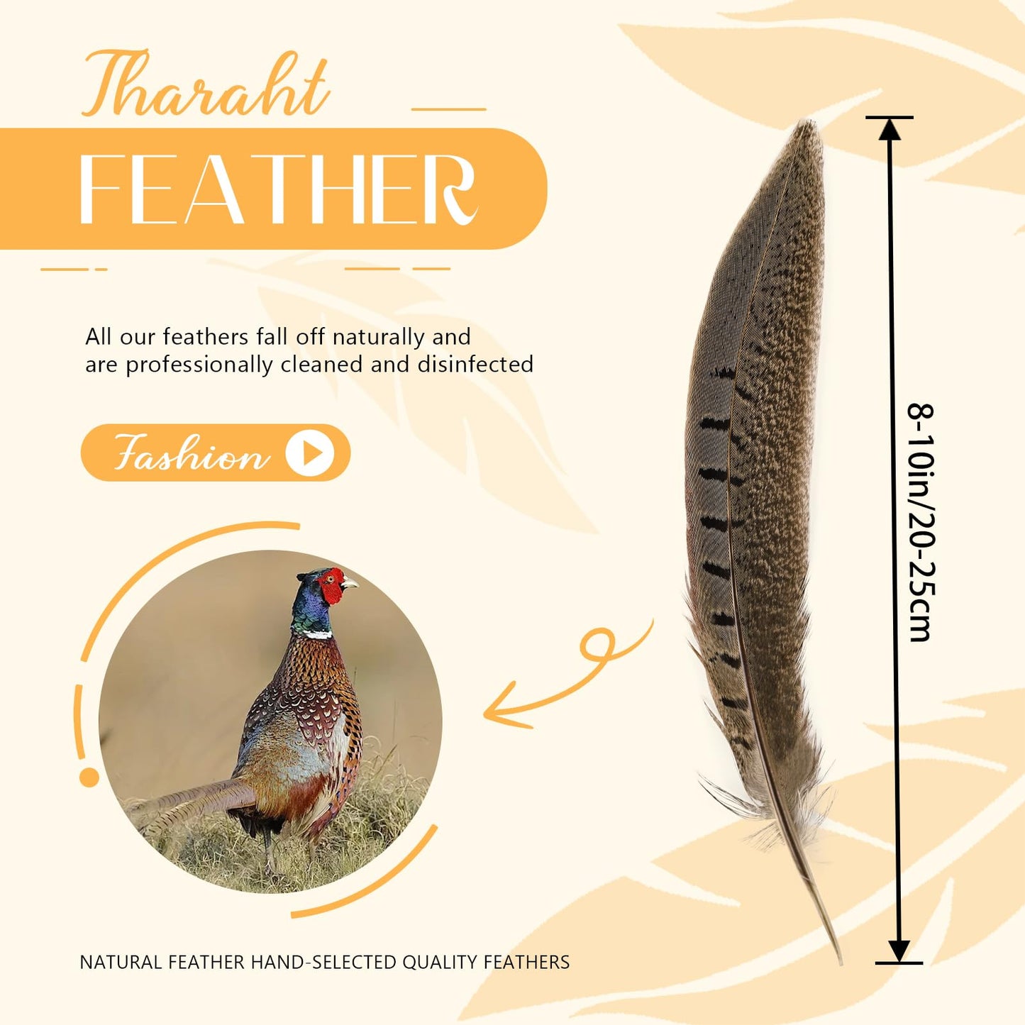 THARAHT 24pcs Male Ringneck Pheasant Tails Feathers Natural Feathers 8-10inch 20-25cm for Crafts Home Wedding Party Performance DIY Decoration Male Pheasant Feathers