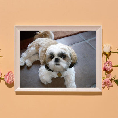 Shih Tzu Dog Diamond Painting Kits for Adults DIY 5D Diamond Painting Arts Craft for Home Wall Decor Birthday Gifts 30x40cm/12x16in