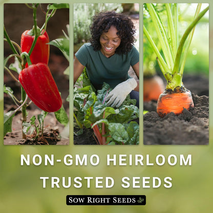 Packet (1) Sow Right Seeds - Jericho Lettuce Seeds for Planting - Non-GMO Heirloom with Instructions to Plant a Home