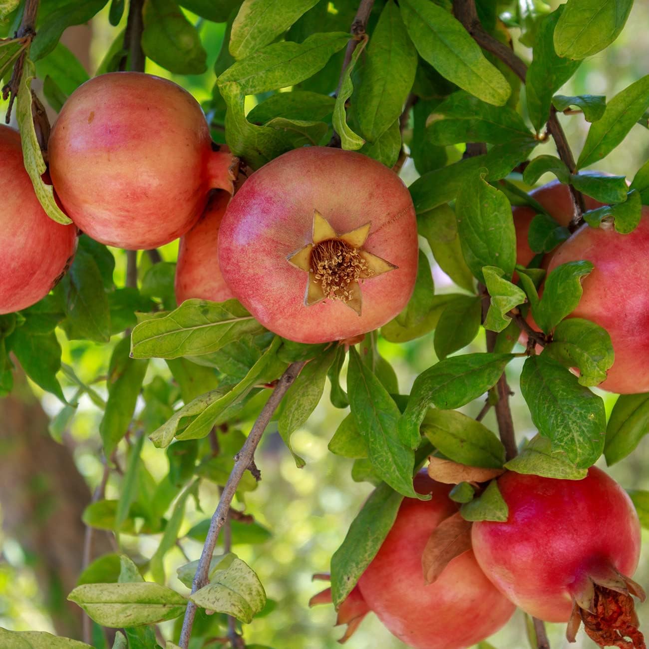 1 Russian Pomegranate in a Gal. Grower's Pot | Cold Hardy Drought Tolerant | Yields Large Delicious Fruit | Real Dwarf