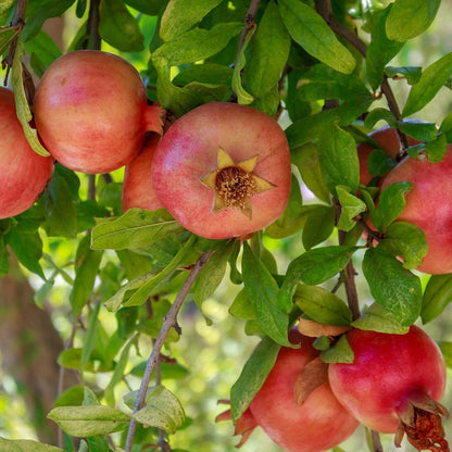 1 Russian Pomegranate in a Gal. Grower's Pot | Cold Hardy Drought Tolerant | Yields Large Delicious Fruit | Real Dwarf