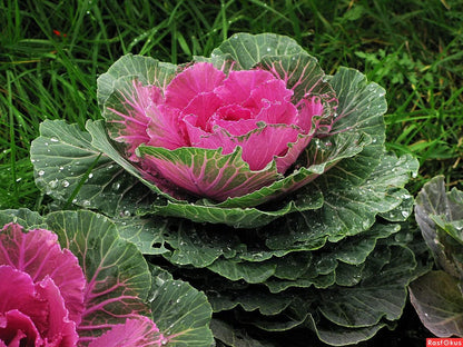 KIRA SEEDS Seeds Flowering Kale Large Leaf Mix - Heirloom Vegetable - GMO Free
