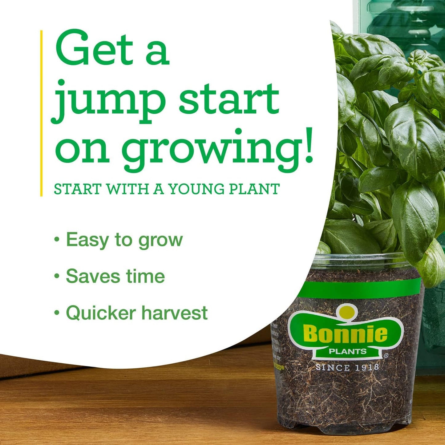 19.3 oz. 4-pack Bonnie Plants Big Beef Tomato