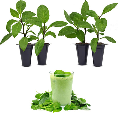 (4 Pack) Longevity Spinach Plant | Real Live Vegetable Plant for Sale | Nutrient-Rich Superfood | Easy to Grow Live