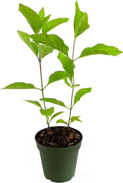 1 4 Inch Beautyberry | Live Plant | Callicarpa Americana, Fast-Growing Shrub, Vibrant Purple Berries, Attracts Birds