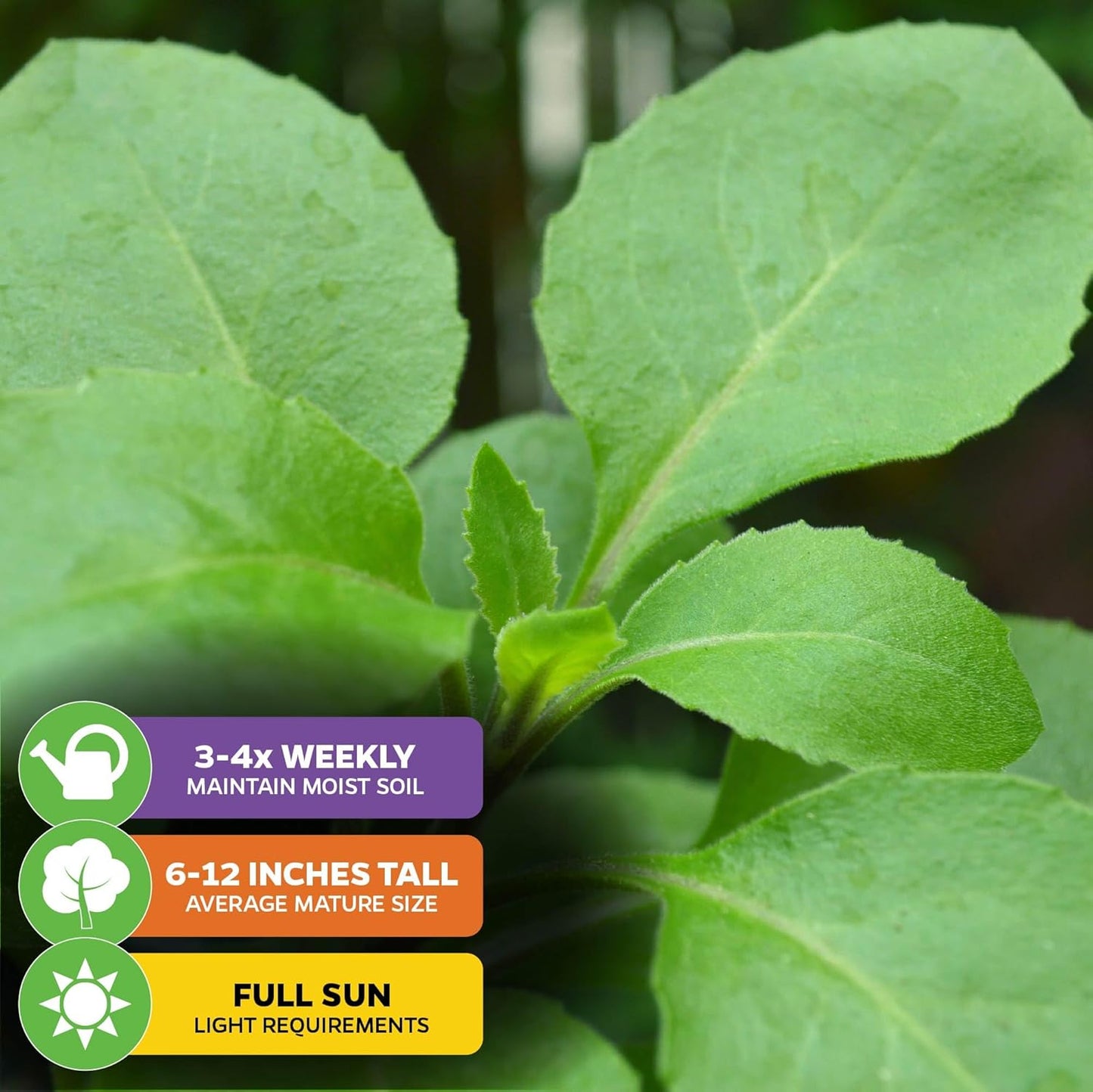 Longevity Spinach Live Plant - Gynura procumbens - Wellspring Gardens Nutrient-Rich Live Vegetable Plants - Vibrant