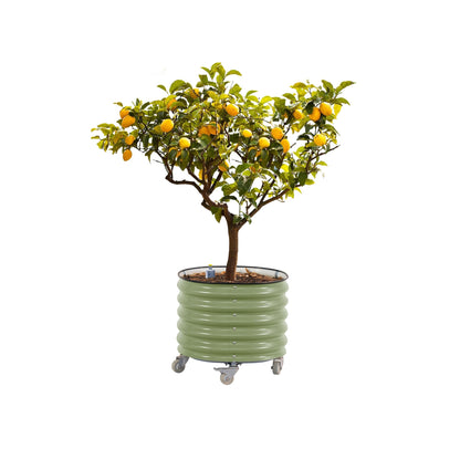 Rolling Metal Citrus Tree Planter, Self-Watering Round Large Pot for Growing Trees Tomatoes Outdoor Plants Vegetables and Flowers, Raised Garden Bed with Wheels for Porch Patio & Backyard, Olive Green