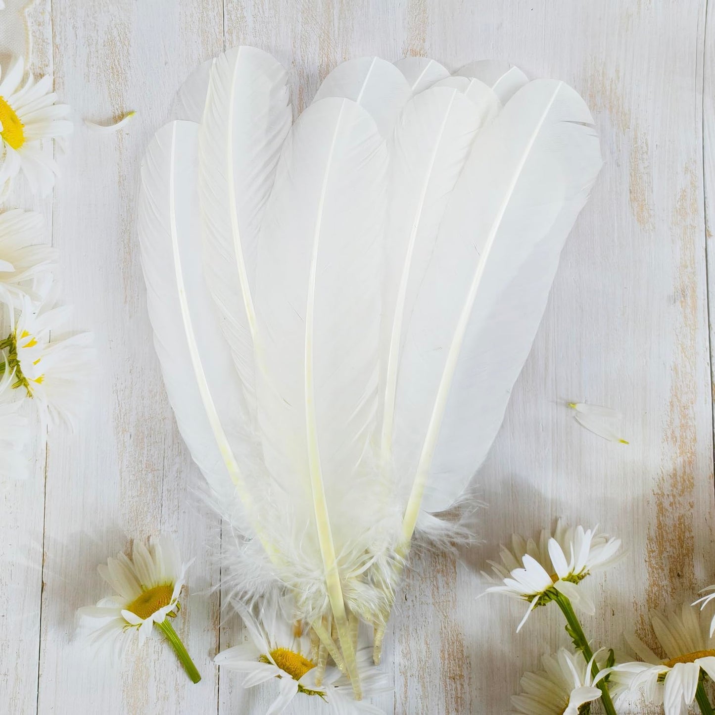 Feathers for Crafting 10-12 inches 24pcs Natural Black Big Turkey Feather Bulk for Craft DIY Crafts, Angel Wings, Dream Catcher and Wedding Party Decorations (White)