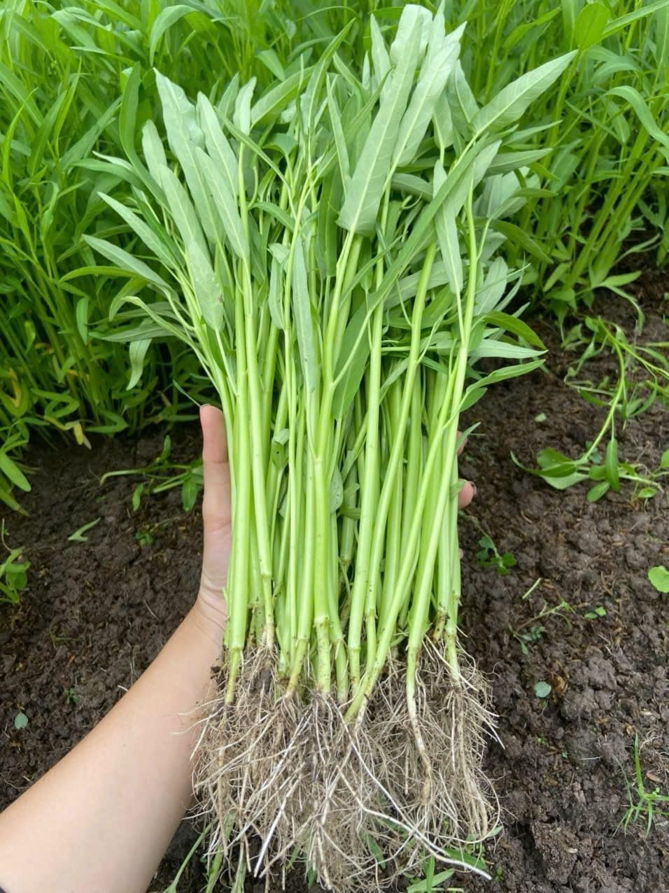 Generic 1000+ Organic Water Spinach Seeds Kangkong, Ong Choy, Rau Muong Heirloom, Non-GMO, USA Grown - Asian Vegetable