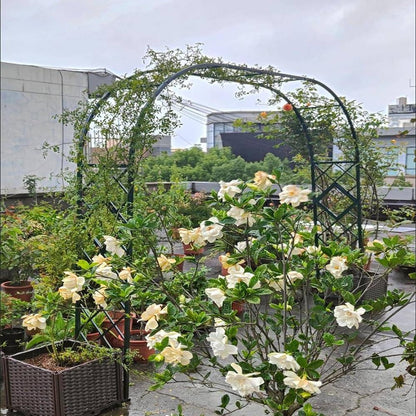 French Style Steel Wedding Arch Stand for Garden Trellis 240x230x40cm 140 340cm Width Options ()
