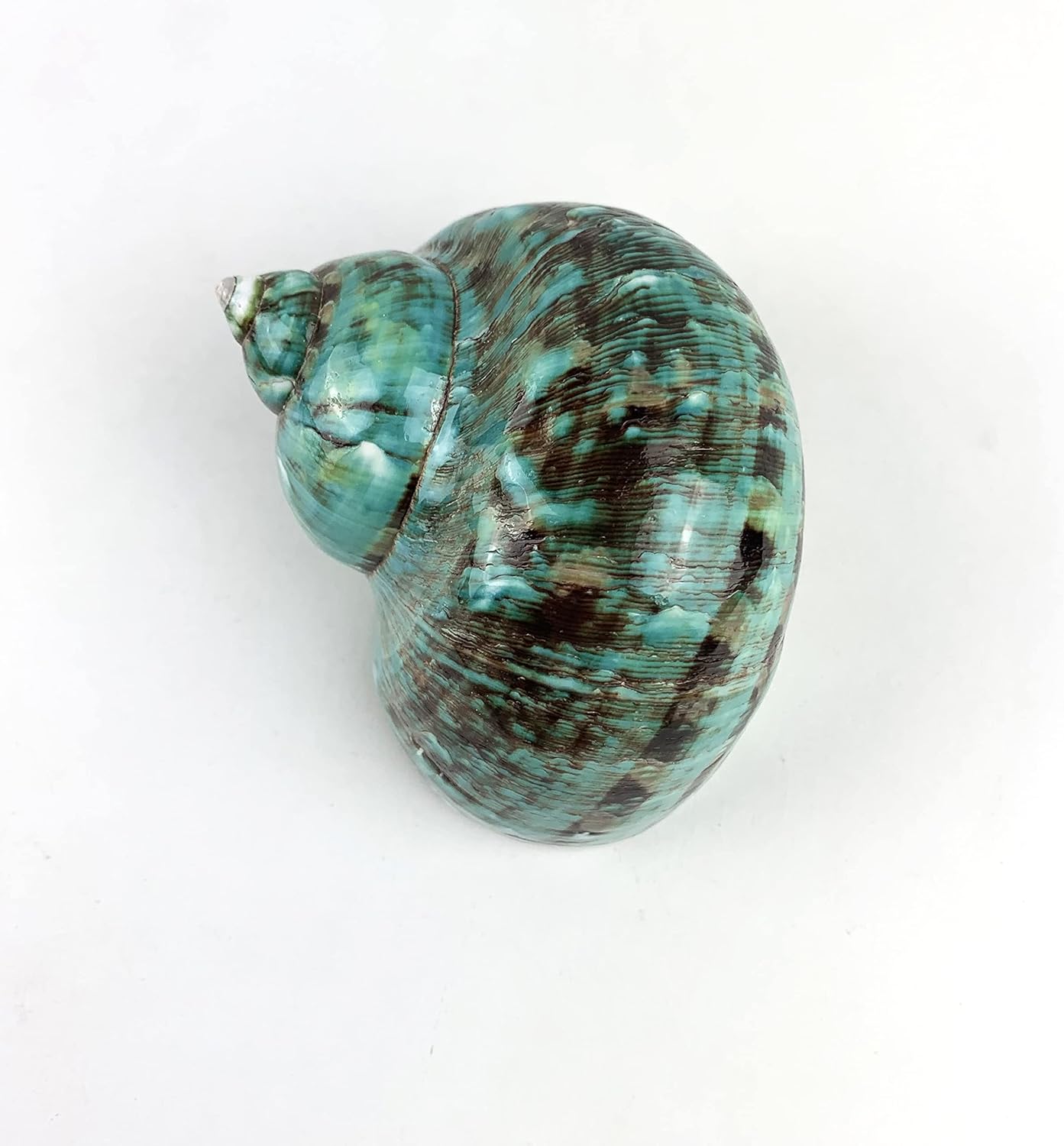 Worlds 3-1/2"~4" Inch Large Polished Green Jade Turbo Sea Shells&Hermit Crab Sea Shells,Turbo Shells
