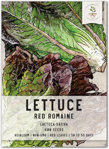 400 (1 Pack) Seed Needs, Red Romaine Lettuce Seeds - Heirloom Seeds for Planting Lactuca Sativa - Non-GMO & Untreated