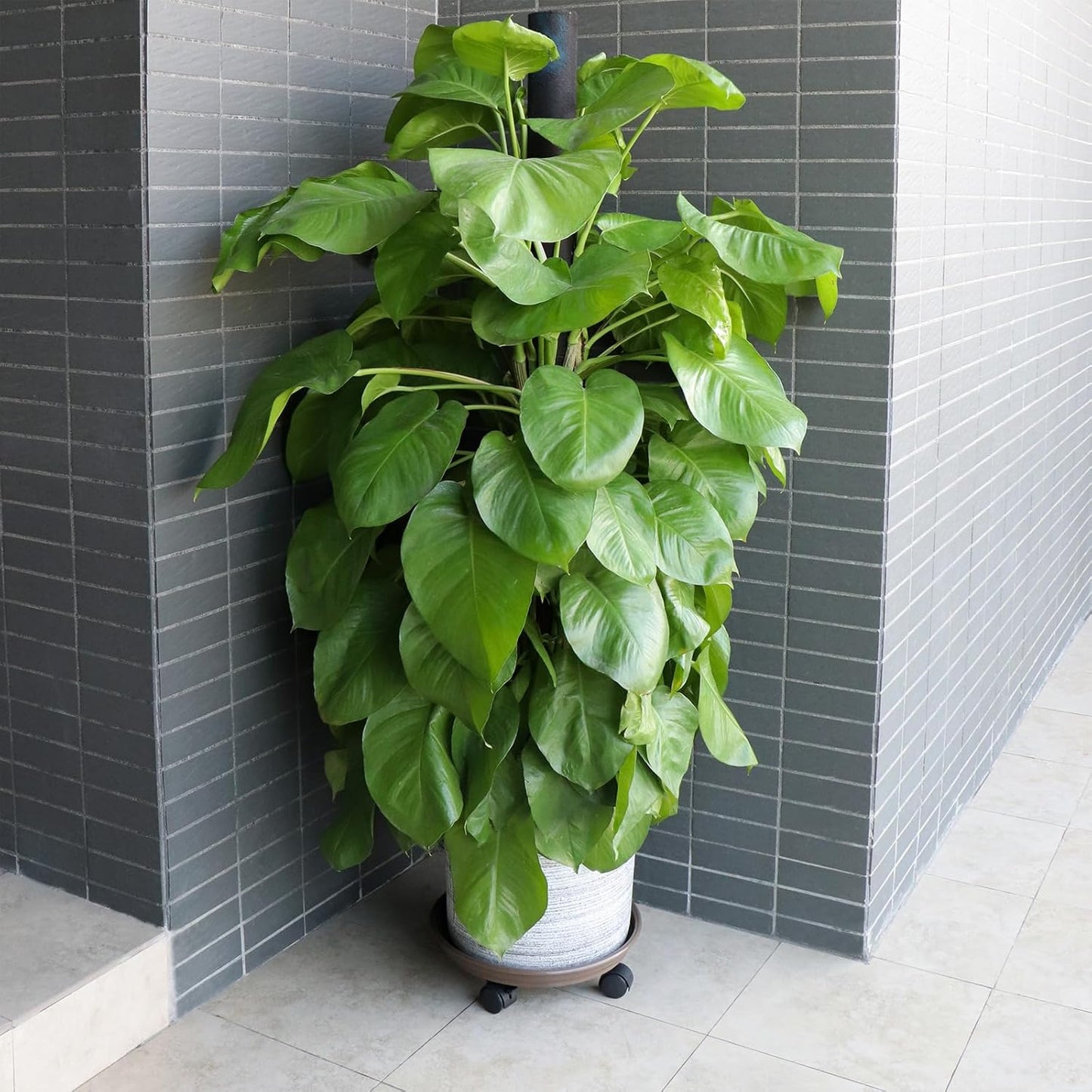 Sanbege 12.8" Pack 2 Resin Plant Caddy with Wheels, Round Plant Pallet, Plant Pot Trolley, of (Brown)