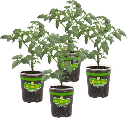 19.3 oz., 4-Pack Bonnie Plants Patio Tomato, Live Plant