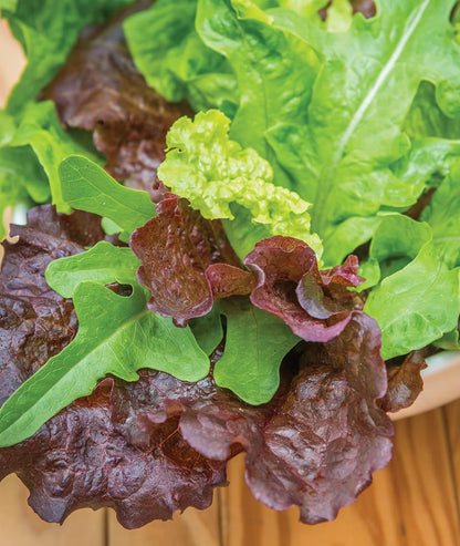 1000 Burpee Heatwave Blend Lettuce Seeds seeds