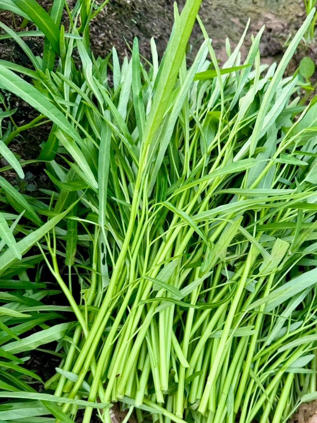 Generic 1000+ Organic Water Spinach Seeds Kangkong, Ong Choy, Rau Muong Heirloom, Non-GMO, USA Grown - Asian Vegetable