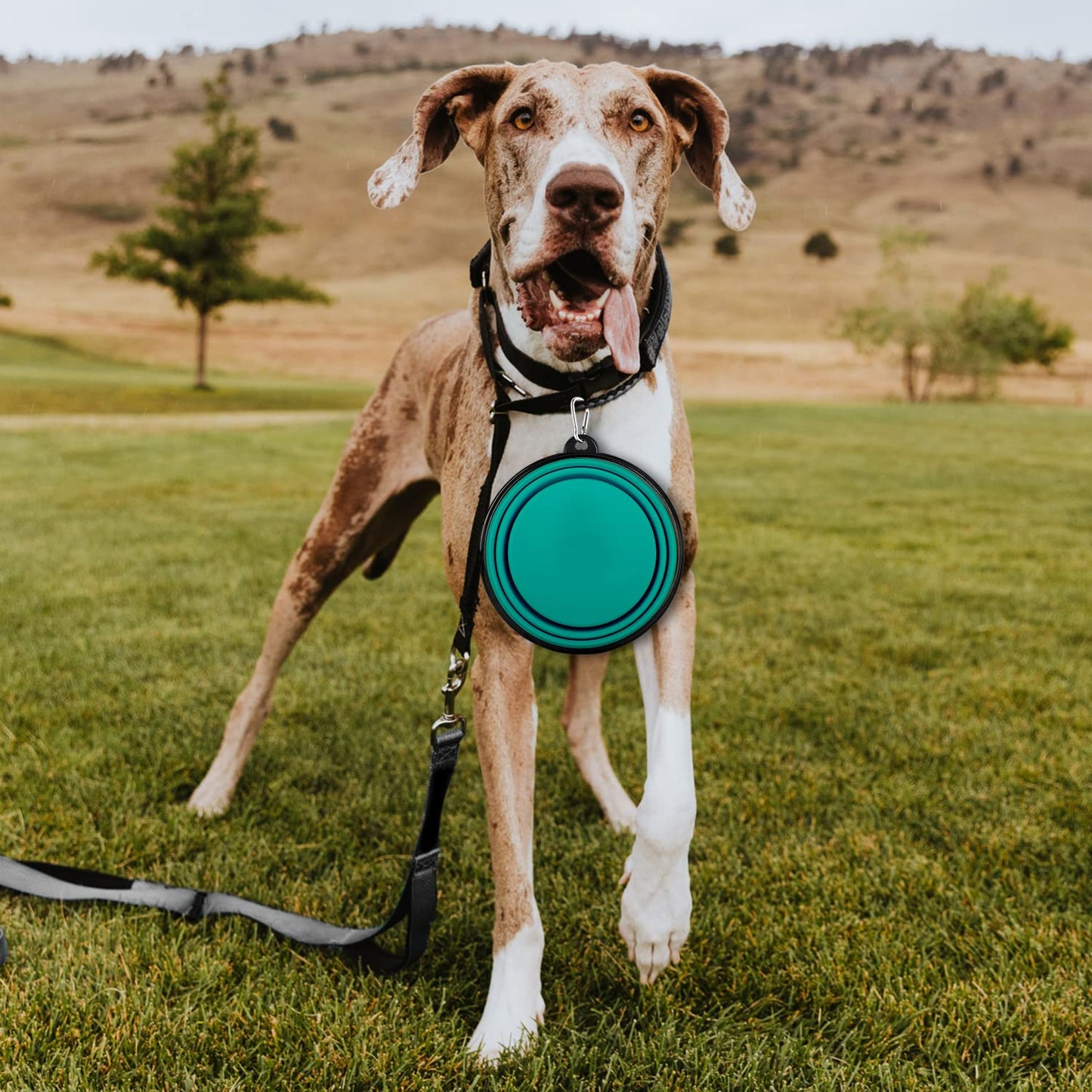 Collapsible Dog Bowls-2 Pack Large Size for Large/Medium Dogs, Dog Travel Water Bowl, Dog Cat Portable Water Bowl, Dog Pet Feeding Watering Dish Outdoor Hiking Parking Traveling with 2 Carabiners