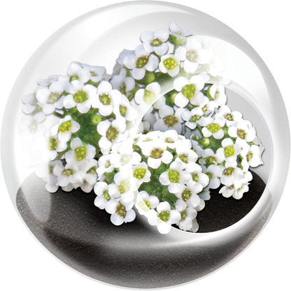 Unique Gardener Tiny Terrarium Plant Seeds 6 Variety Pack, DIY Indoor Succulents and Live Plants for Home or Garden Planting, Assorted Flowering Pack