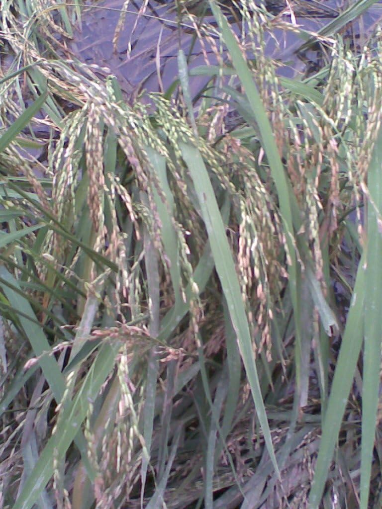 Seedville 100 Long Grain Brown White Rice Oryza Sativa Vegetable Seeds