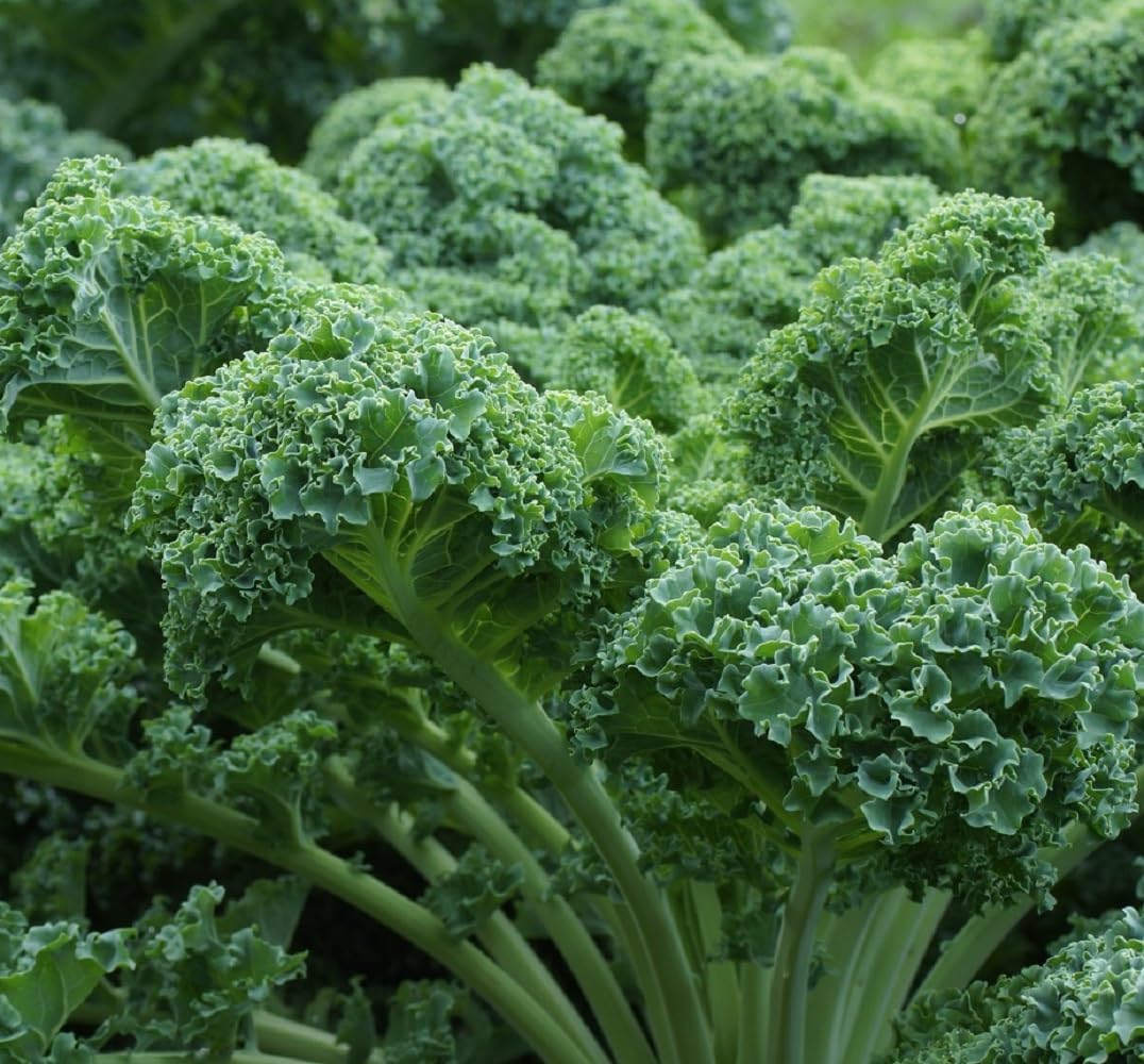 Axel's Garden Seeds 2 Packets Curled Blue Kale Seeds for Planting Plant & Grow Heirloom Non-GMO Curled Blue Vates Kale