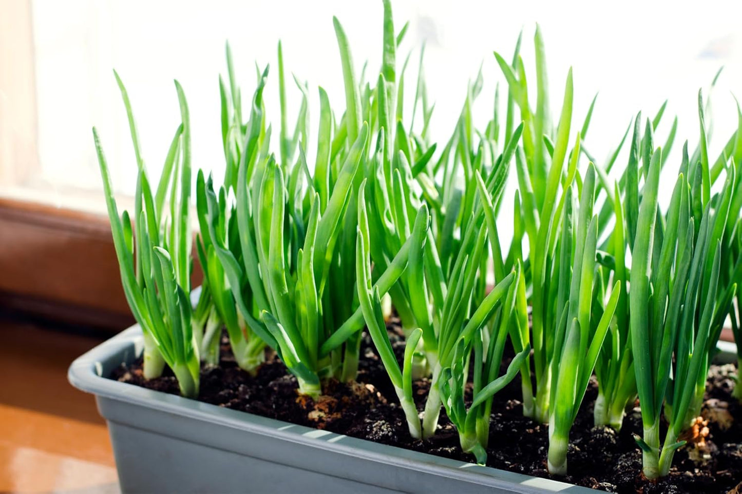 Sets, 8 oz, Non-GMO Onion Red, White, Yellow Mix, Home Garden Assortment, Planting Guide Included, Stargazer Perennials