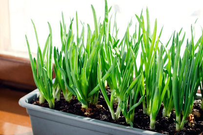 Sets, 8 oz, Bulbs, 50-60 Count Red Baron Red Onion Non-GMO Stargazer Perennials