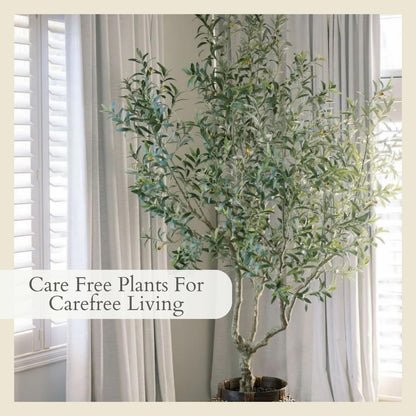 CG Hunter Designer Faux Olive Tree, Premium Handmade Artificial Indoor Tree Stands 8-ft Tall, Lifelike-Leaves & Hand Painted Trunk, Black Grower Pot Included