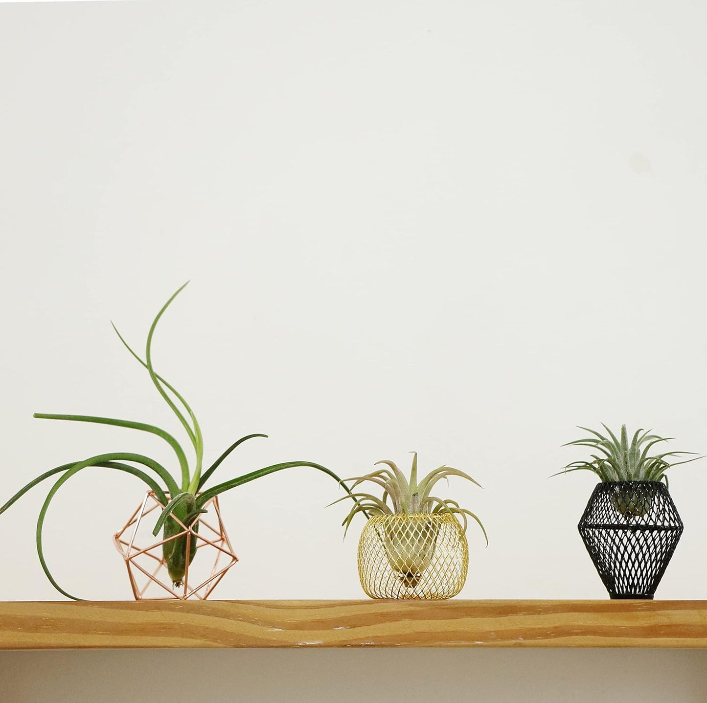 ROJAX Pack 3 3 5 5 of Air Plant Metal Stand, Black, Rose Gold, Indoor/Outdoor, in H x in W x in D