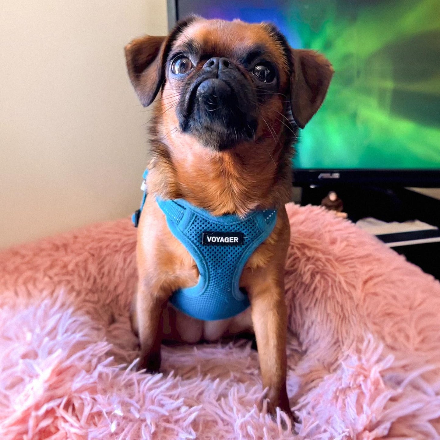 Best Pet Supplies Voyager Adjustable Dog Vest Harness Breathable No Pull Harness for Small, Medium, Large Dogs, Harness for Walking, Jogging, Easy Step-in, Reflective Stripes - Turquoise, S