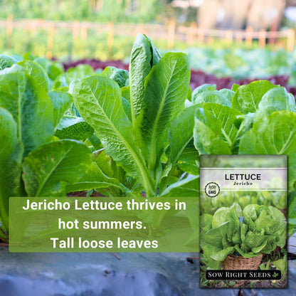 Packet (1) Sow Right Seeds - Jericho Lettuce Seeds for Planting - Non-GMO Heirloom with Instructions to Plant a Home