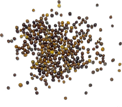 (5 Packs) Seed Needs Kale Seeds for Planting Vates Blue Scotch Curled Kale Vegetables - Non-GMO Heirloom & Untreated