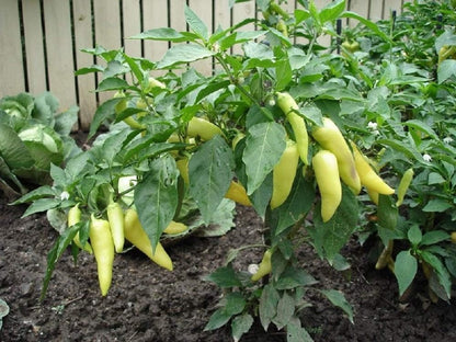 Seeds,50 Count Sweet Banana Pepper COOL BEANS N SPROUTS Brand. Heirloom. Non-GMO. Home Gardening.