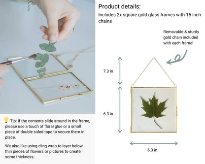 Glass Frame for Pressed Flowers, Leaf and Artwork - Hanging Gold 6x6 Square Metal Picture Frames, Clear Double Glass Floating Frame, Wall Decor Photo Display, Set of 2 Flower Press Frames with Chain