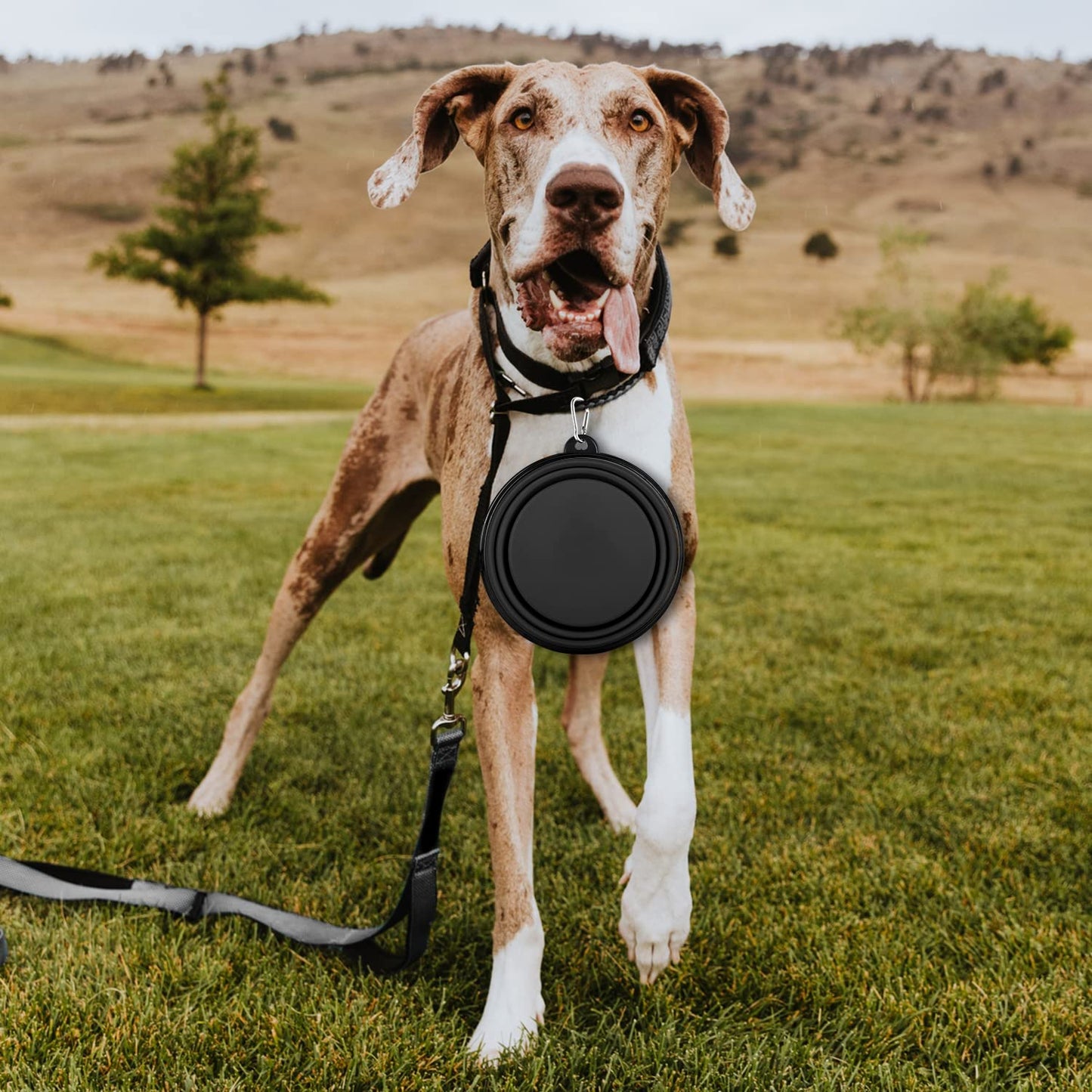 Collapsible Dog Bowls-2 Pack Large Size for Large/Medium Dogs, Pet Travel Water Bowl, Dogs Cat Portable Water Bowl, Dog Pet Feeding Watering Dish Outdoor Hiking Parking Traveling with 2 Carabiners