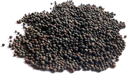 Axel's Garden Seeds 2 Packets Curled Blue Kale Seeds for Planting Plant & Grow Heirloom Non-GMO Curled Blue Vates Kale