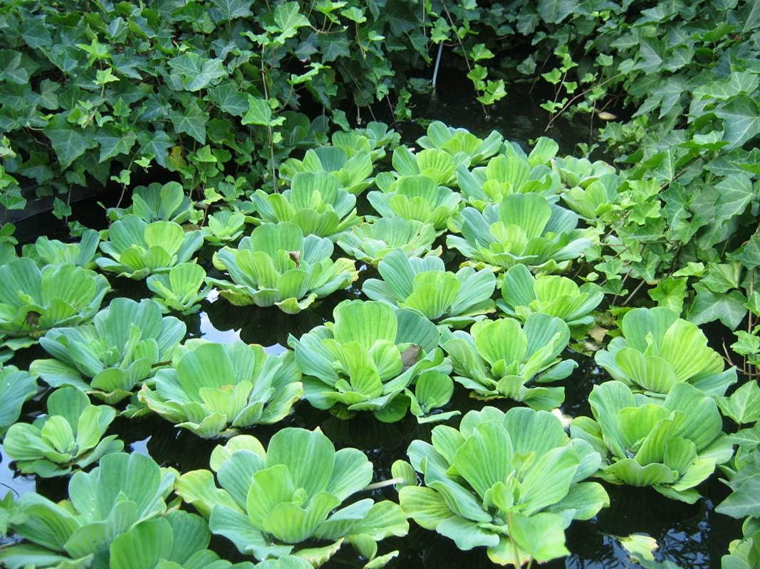 PlantBros 3 Bundle of Water Lettuce Aquatic Live Plant Pistia Stratioes Floating