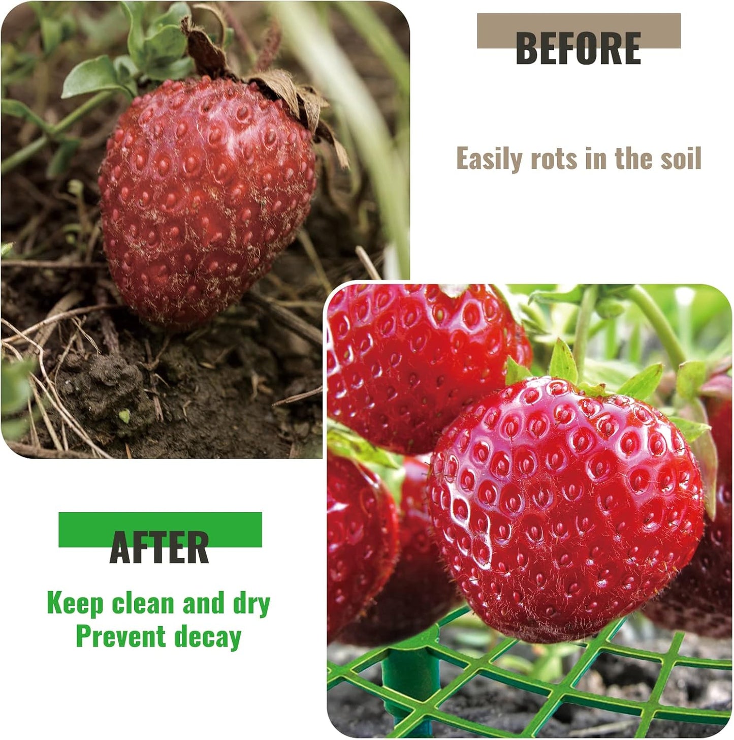 12 Pack (green-12 pack) Strawberry Supports, strawberry holder plants live for planting,Strawberry Growing