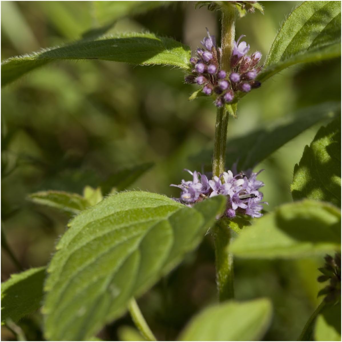 1,000 (1 Pack) Seed Needs, Pennyroyal Mint Seeds - Heirloom Seeds for Planting Mentha pulegium - Medicinal Herb Non-GMO
